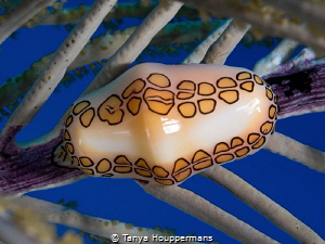 'Life In The Slow Lane' - A flamingo tongue cowrie in the... by Tanya Houppermans 